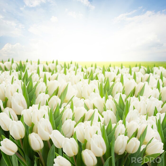 Fotobehang Witte tulpen en lucht