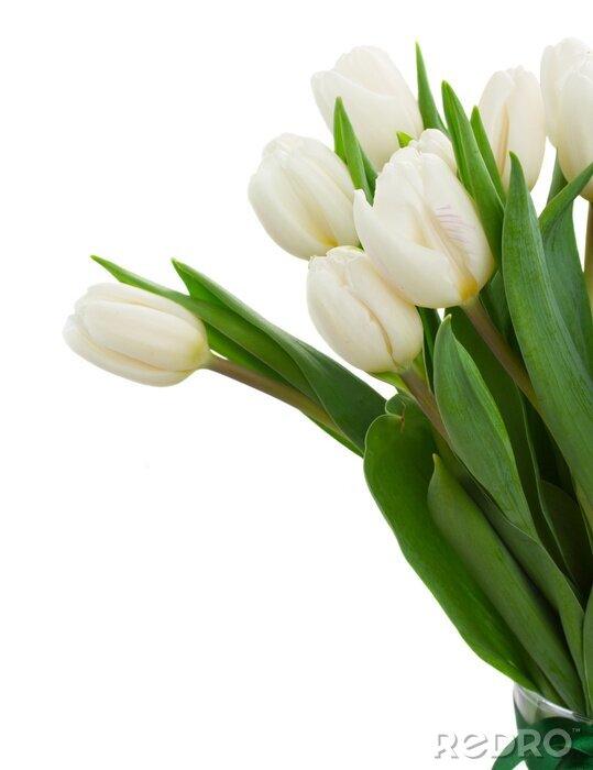 Fotobehang Witte tulpen in een boeket