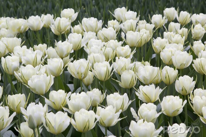 Fotobehang Witte tulpen in een park