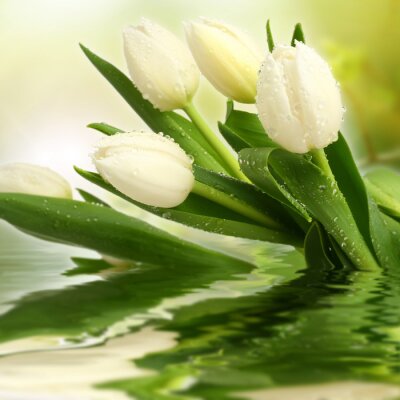 Fotobehang Witte tulpen in water