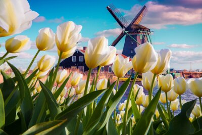 Fotobehang Witte tulpen tegen de achtergrond van een molen