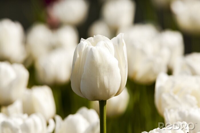 Fotobehang Witte tulpen uit de tuin