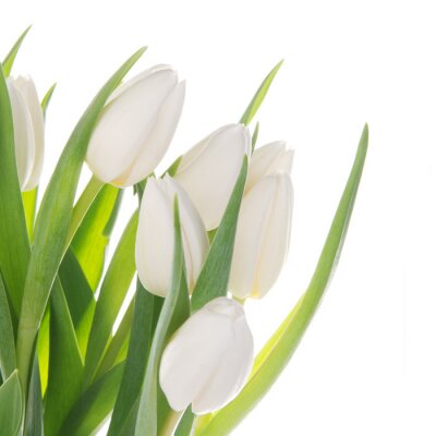 Fotobehang Witte tulpenblaadjes