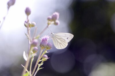 Fotobehang Witte vlinder en natuur