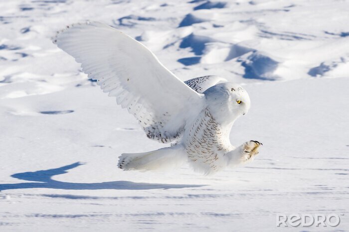 Fotobehang Witte vogel op de achtergrond van sneeuw