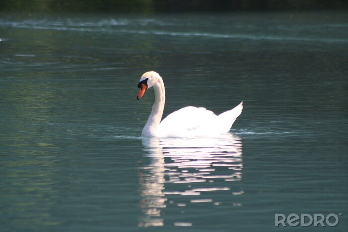 Fotobehang Witte vogel op het water