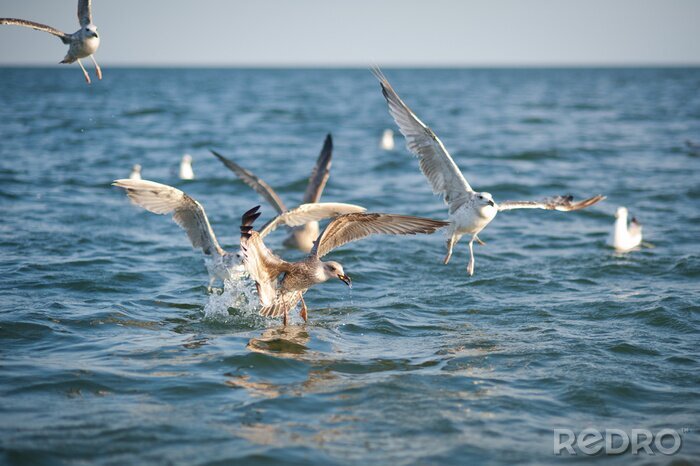 Fotobehang Witte vogels in beweging