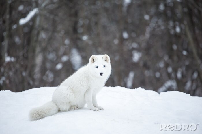Fotobehang Witte vos in de sneeuw