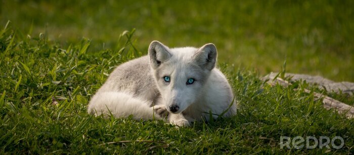 Fotobehang Witte vos met blauwe ogen