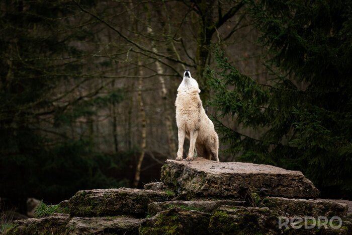 Fotobehang Witte wolf huilt