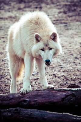Fotobehang Witte wolf in het bos