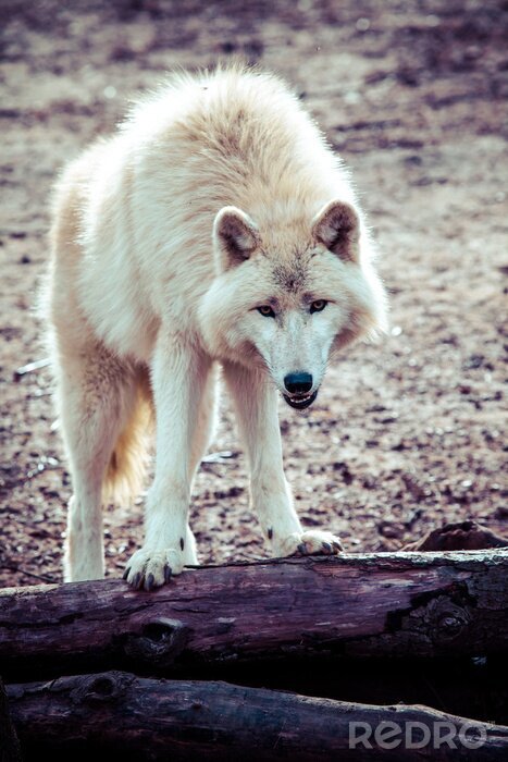 Fotobehang Witte wolf in het bos