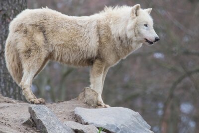 Fotobehang Witte wolf op de rotsen