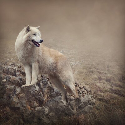 Witte wolf op een achtergrond van rotsen