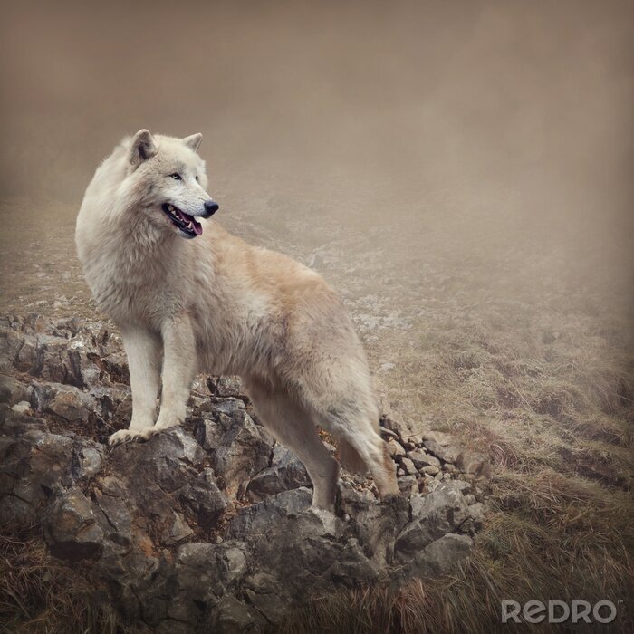 Fotobehang Witte wolf op een achtergrond van rotsen
