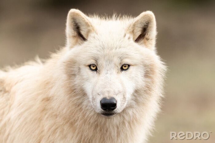 Fotobehang Witte wolf op een onscherpe achtergrond