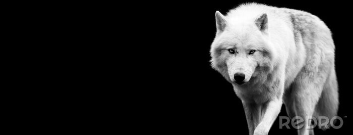 Fotobehang Witte wolf op een zwarte achtergrond
