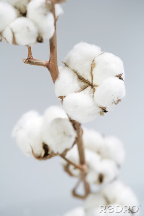 Fotobehang Witte zachte bloemen