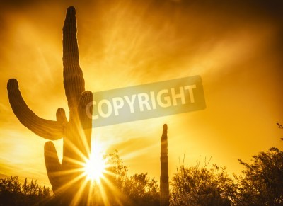 Fotobehang Woestijn cactussen in Arizona