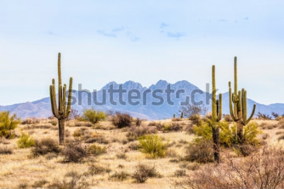 Fotobehang Woestijn en cactussen in Arizona