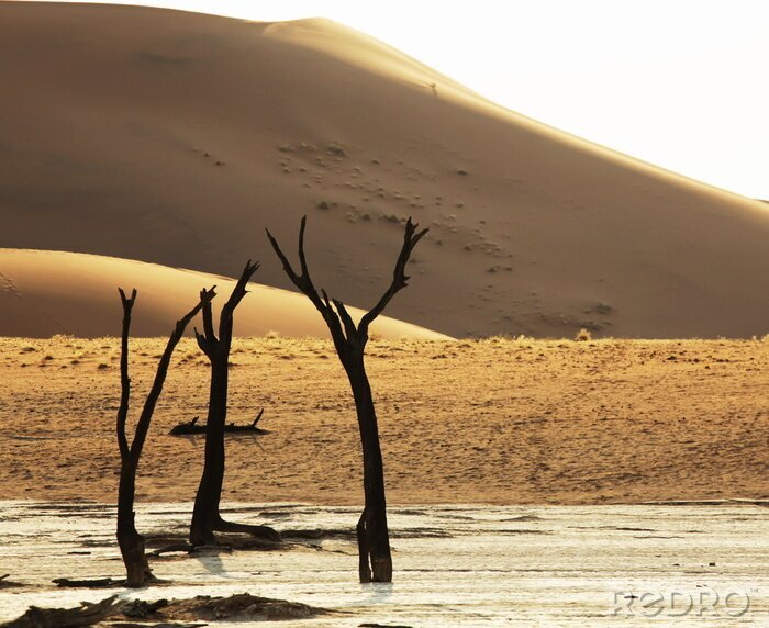 Fotobehang Woestijn en droge planten