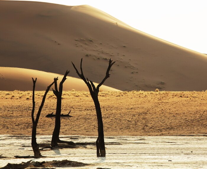 Fotobehang Woestijn en droge planten