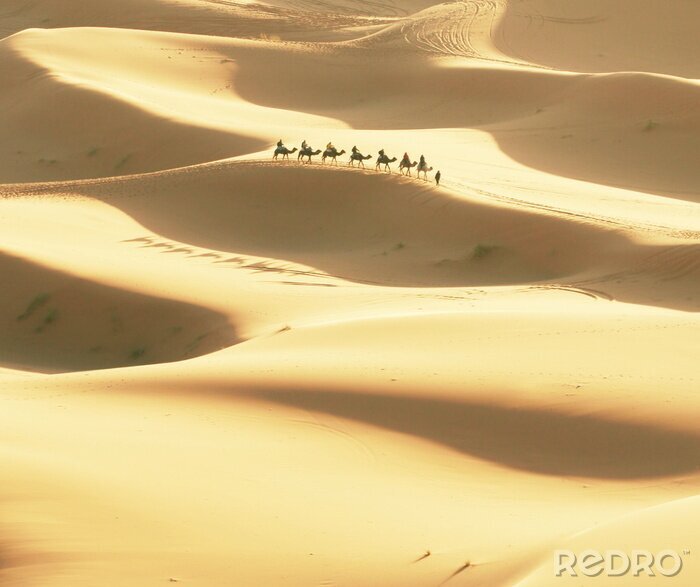 Fotobehang Woestijn en kamelen