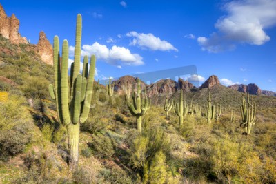 Fotobehang Woestijn met groen en cactussen