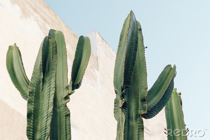 Fotobehang Woestijn planten