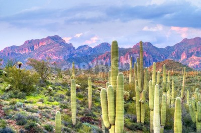 Fotobehang Woestijnplanten en rotsen in Arizona