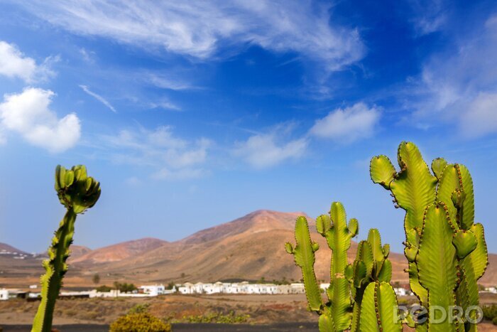 Fotobehang Woestijnveld met cactussen