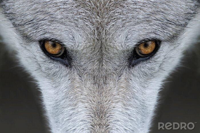Fotobehang Wolf bruine ogen