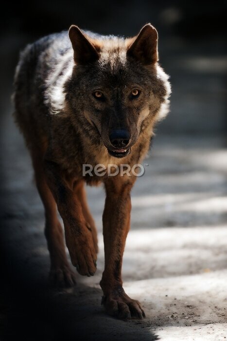 Fotobehang Wolf Close Up Portret