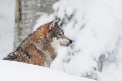 Wolf en vallende sneeuw