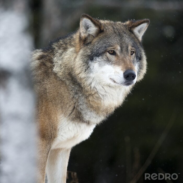 Fotobehang Wolf in de sneeuw
