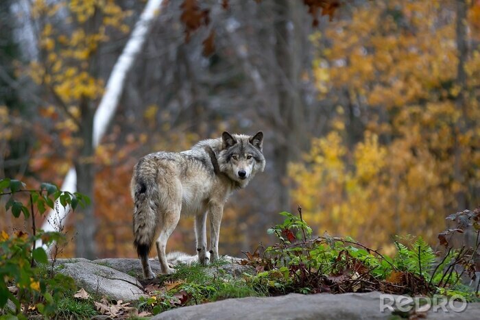 Fotobehang Wolf in het bos