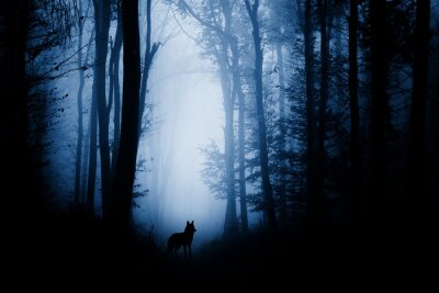 Wolf in het donkere bos
