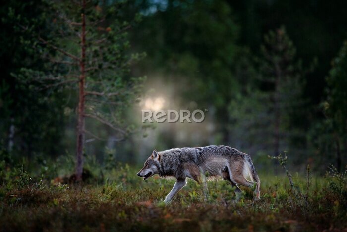 Fotobehang Wolf in natuurlijke bosomgeving