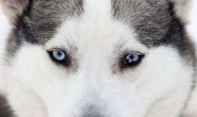 Fotobehang Wolf met blauwe ogen