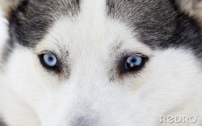 Fotobehang Wolf ogen in close-up