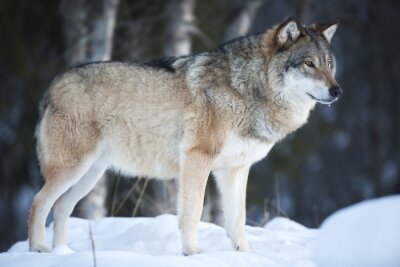 Fotobehang Wolf op de achtergrond van een donker bos