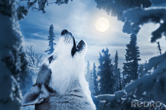 Fotobehang Wolf op de achtergrond van een nachtelijk bos