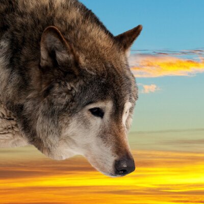Wolf op de achtergrond van een zonsondergang