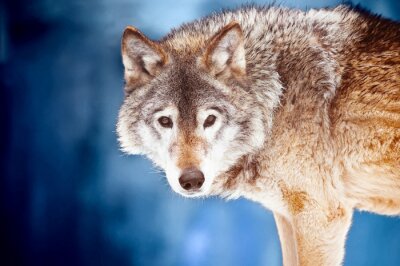 Fotobehang Wolf op een blauwe achtergrond