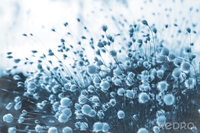 Fotobehang Wolgras in koele tinten