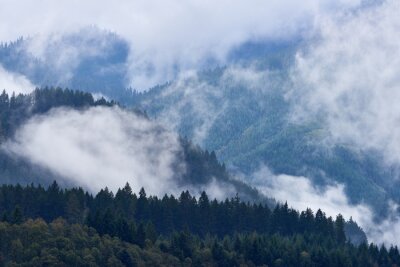 Fotobehang Wolken op de achtergrond van een bos
