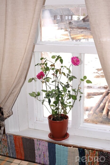 Fotobehang Цветок на окне в деревенской избе