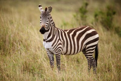 Zebra staan ​​in lang gras