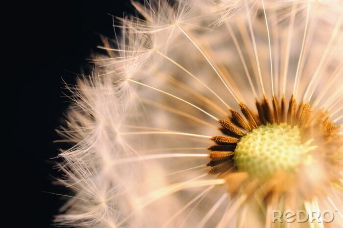 Fotobehang Zaad en bloem