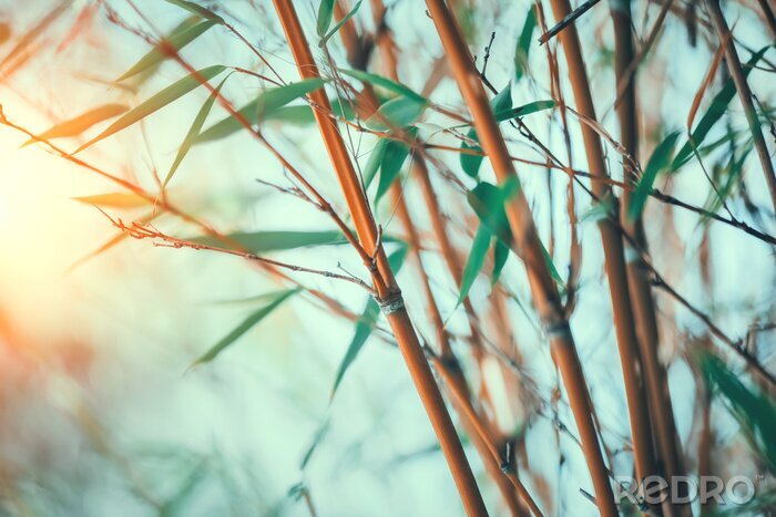 Fotobehang Zachte bamboe met lucht en zon op de achtergrond